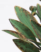 Kerzenständer, HDLeaves, Antikes Grün