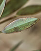 Kerzenständer, HDLeaves, Antikes Grün
