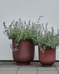 Blumenkasten, Vig, Verbranntes Henna