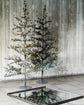 Weihnachtsbaum, Natur