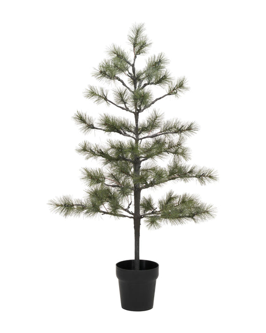 Weihnachtsbaum, Peuce, Natur