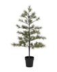 Weihnachtsbaum, HDPeuce, Natur