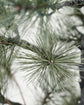 Weihnachtsbaum, HDPeuce, Natur