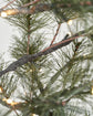 Weihnachtsbaum, HDPeuce, Natur