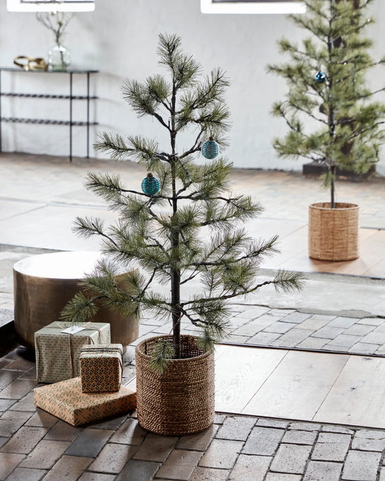 Weihnachtsbaum, Peuce, Natur