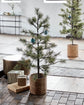 Weihnachtsbaum, HDPeuce, Natur