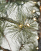 Christmas tree, HDPeuce, Nature