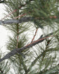 Christmas tree, HDPeuce, Nature