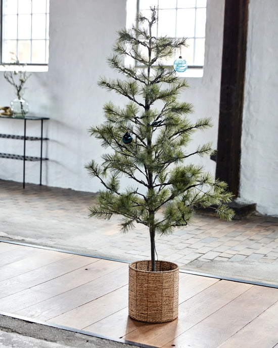 Weihnachtsbaum, Peuce, Natur