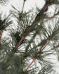 Weihnachtsbaum, Pin, Natur