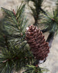 Weihnachtszweig m. LED, HDPeuce, Natur