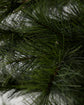 Christmas tree, HDPeuce, Nature