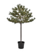 Christmas tree, HDPeuce, Nature