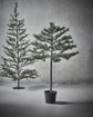 Christmas tree, HDPeuce, Nature