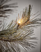 Christmas tree, HDPeuce, Nature