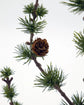 Weihnachtsbaum, HDStay, Grün