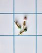 Haken, HDBall, Grün
