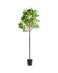Kunstig plante, HDFig, Green