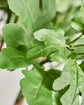 Kunstig plante, HDFig, Green