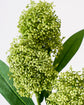 Artificial flower, HDSkimmia, Grøn