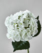 Artificial flower, HDHydrangea, Hvid
