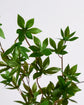 Artificial branch, HDJaponica, Grøn
