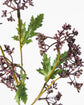 Artificial branch, HDMeadow, Bordeaux