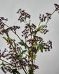 Artificial branch, HDMeadow, Bordeaux