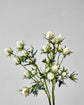 Artificial flower, HDEryngium, Weiß