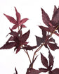 Artificial branch, HDMaple, Bordeaux