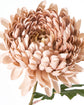 Artificial flower, HDChrysanthemum, Støvet rose